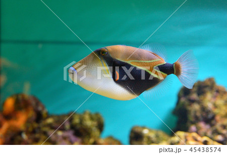 Lagoon triggerfish Coral reef Clown 45438574
