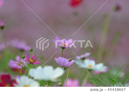 アキザクラ コスモ コスモス 45438607