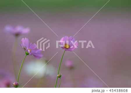 アキザクラ コスモ コスモス 45438608