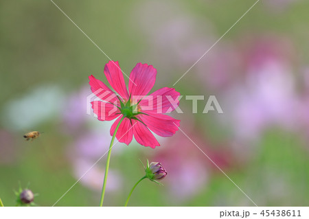 アキザクラ コスモ コスモス 45438611