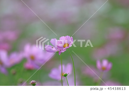 アキザクラ コスモ コスモス 45438613