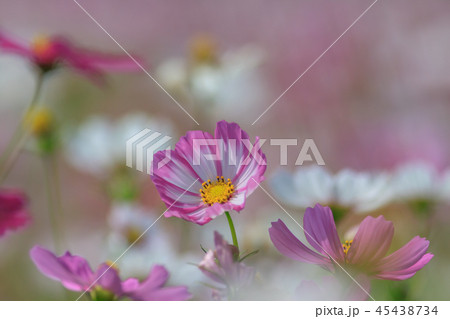 アキザクラ コスモ コスモス 45438734