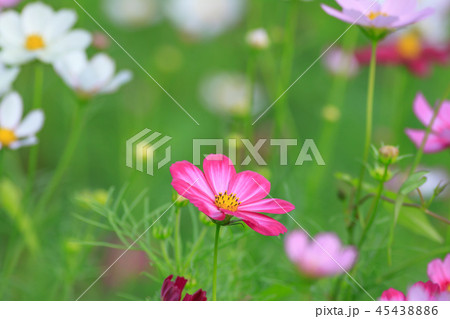 アキザクラ コスモ コスモス 45438886