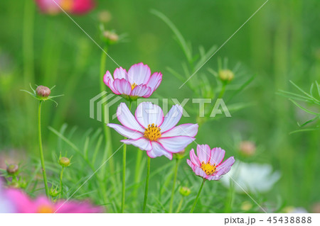 アキザクラ コスモ コスモス 45438888