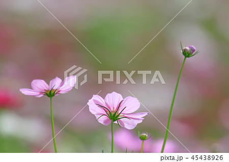 アキザクラ コスモ コスモス 45438926