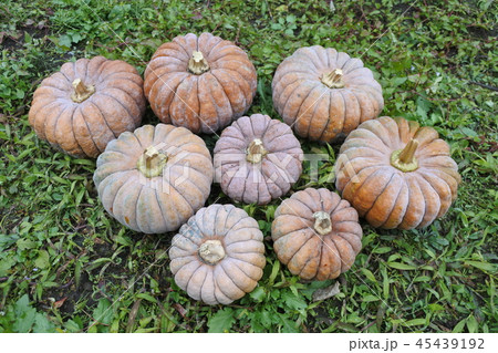 会津の伝統野菜 小菊南瓜の写真素材
