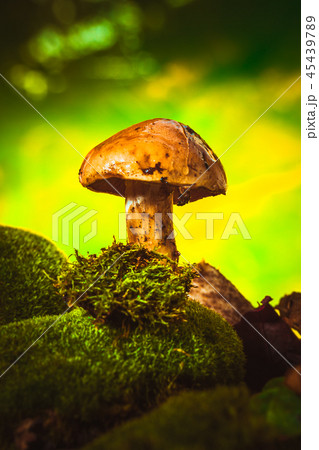dark mushrooms on moss with a wet hat blurred dark mushrooms on moss with a wet hat blurred 45439789
