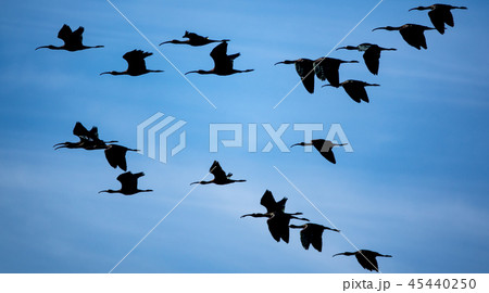 Glossy ibis group flying against blue sky Glossy ibis group flying against blue sky 45440250