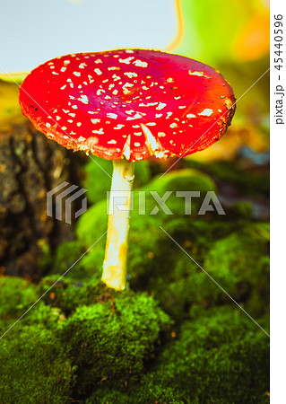 beautiful red with white spots mushroom on moss 45440596