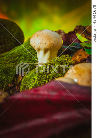 Wet mushroom puffball grows on green moss 45441679