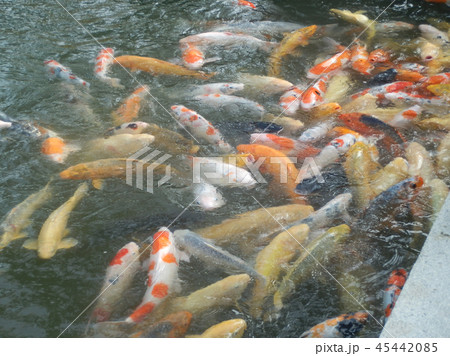 池のコイ 錦鯉 45442085