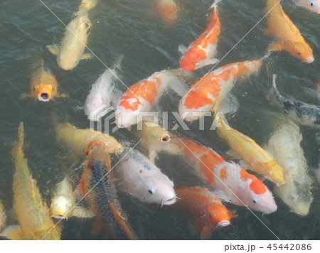 池のコイ 錦鯉 45442086