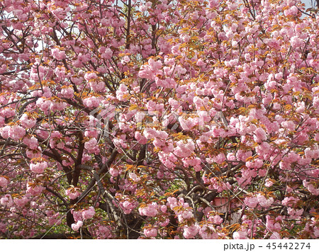 満開の桜 八重桜 お花見 造幣局の通り抜け 満開の桜 八重桜 お花見 造幣局の通り抜け 45442274