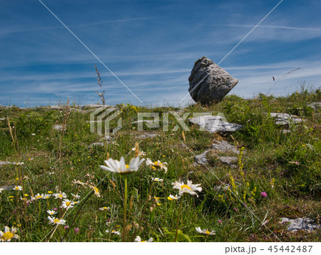 Flower meadow in front of a big rock in Ireland Flower meadow in front of a big rock in Ireland 45442487