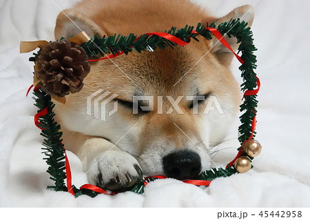 柴犬 クリスマス 犬 白背景 寝る 45442958
