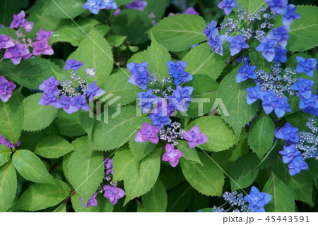 山紫陽花 八重甘茶 花言葉は「祝杯」 山紫陽花 八重甘茶 花言葉は「祝杯」 45443591
