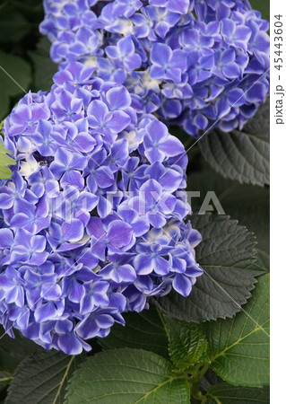西洋紫陽花 ババリア 花言葉は 移り気 の写真素材