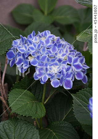 西洋紫陽花 ババリア 花言葉は「移り気」 西洋紫陽花 ババリア 花言葉は「移り気」 45443607