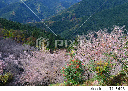 冬桜咲く桜山公園 45443608