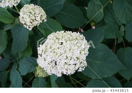 西洋紫陽花 アナベル 花言葉は ひたむきな愛 の写真素材