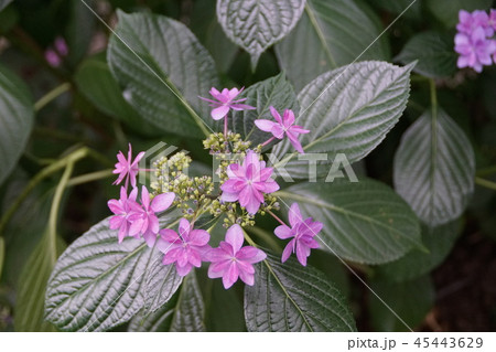額紫陽花 ダンスパーティー 花言葉は 強い愛情 の写真素材