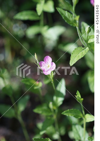 赤花夕化粧 ユウゲショウ 花言葉は「臆病」 赤花夕化粧 ユウゲショウ 花言葉は「臆病」 45443640