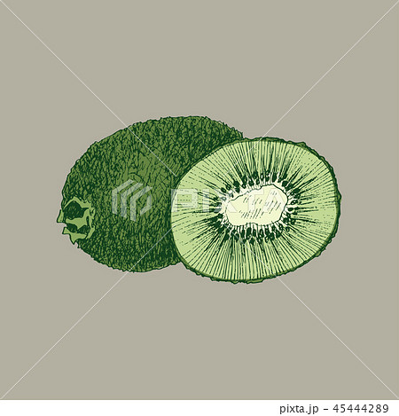 Fruit kiwi hand drawn vector llustration realistic sketch 45444289