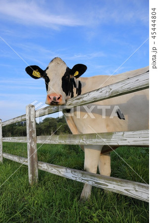 北海道 帯広 八千代牧場 かわいい牛 北海道 帯広 八千代牧場 かわいい牛 45444804