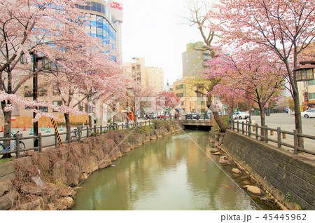 鴨々川の桜並木 45445962