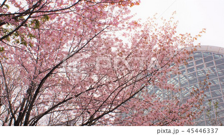 サッポロファクトリーの桜 サッポロファクトリーの桜 45446337