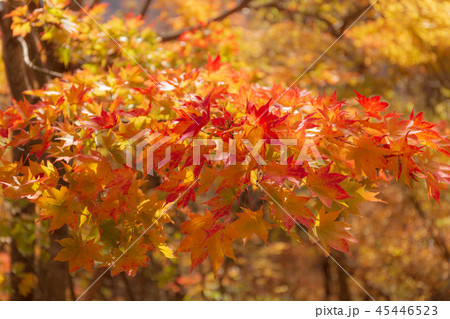 奥利根どうぞの森の紅葉 45446523
