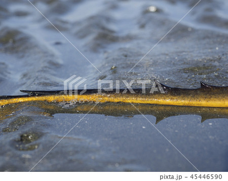 アカエイの尾棘 アカエイの尾棘 45446590