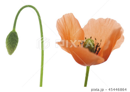 ナガミヒナゲシの花 ナガミヒナゲシの花 45446864
