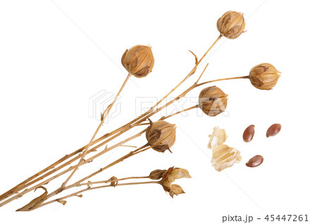 Boxes of ripe flax seed isolated on white background 45447261
