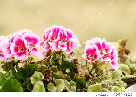 Pink white purple flowers in pot 45447319