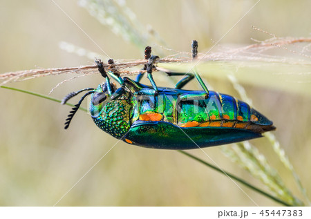 Jewel beetle in field macro shot, Thailand 45447383