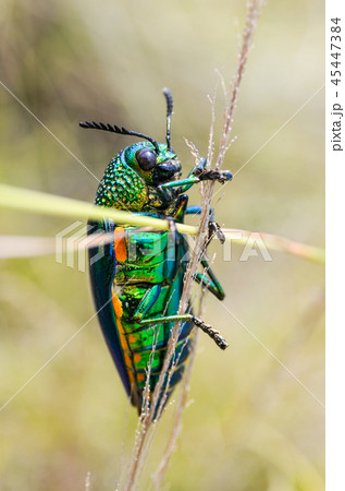 Jewel beetle in field macro shot, Thailand 45447384
