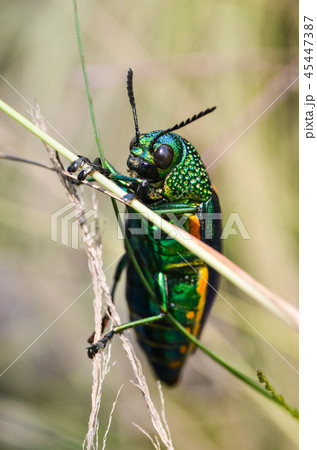 Jewel beetle in field macro shot, Thailand 45447387