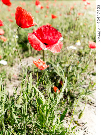 Field of poppies. 45447408