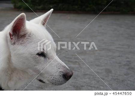 紀州犬の横顔の写真素材