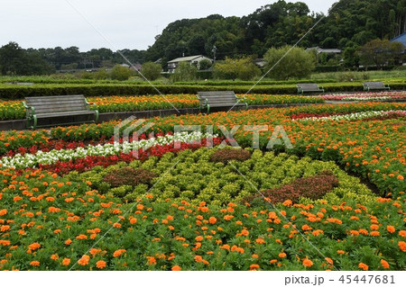 花壇・顔模様 45447681