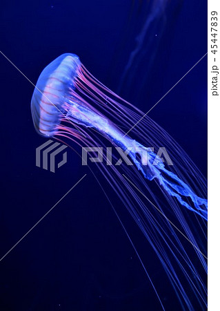 広島マリホ水族館のクラゲ 45447839