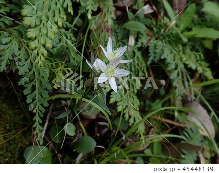 センブリ センブリ 45448139