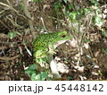 モリアオガエル 45448142