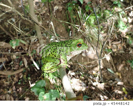 モリアオガエル 45448142