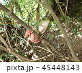 モリアオガエルの排泄 45448143