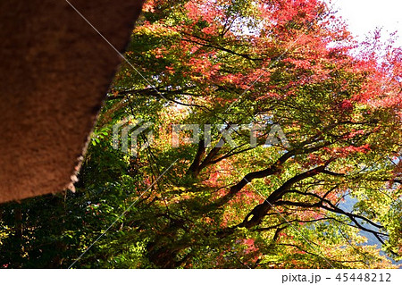 広島県安芸太田町の吉水園の紅葉 45448212