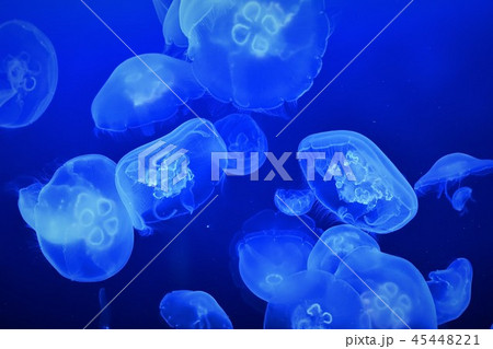 広島マリホ水族館のクラゲ 広島マリホ水族館のクラゲ 45448221