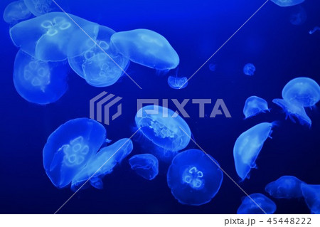 広島マリホ水族館のクラゲ 45448222
