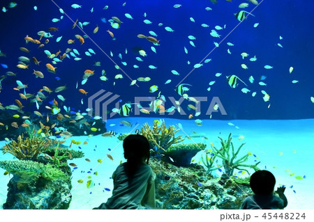広島マリホ水族館熱帯魚 45448224